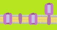 Light_dependent_reaction_background